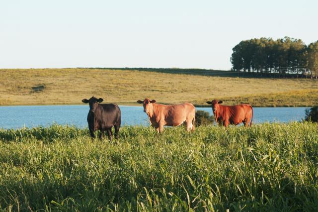 Ir para  <p><big>Os benef&iacute;cios econ&ocirc;micos gerados com a cultivar de capim-sud&atilde;o BRS Estribo, lan&ccedil;ada em 2013, t&ecirc;m entusiasmado pecuaristas e produtores de leite na regi&atilde;o Sul do...